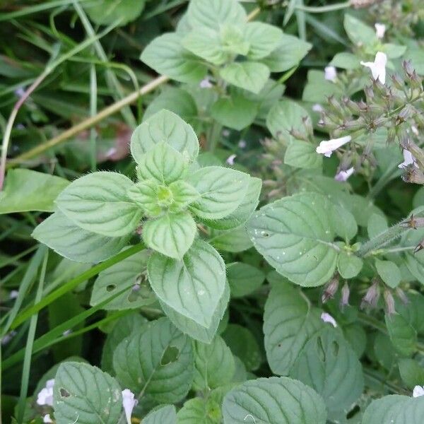 Clinopodium nepeta Ліст