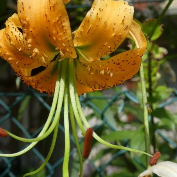 Lilium henryi ᱵᱟᱦᱟ