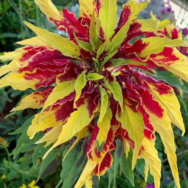 Amaranthus tricolor ᱥᱟᱠᱟᱢ