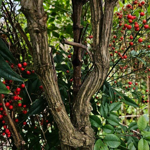 Nandina domestica Bark