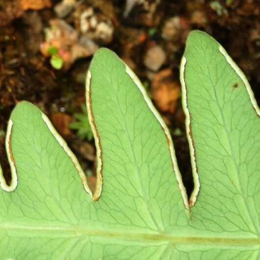 Histiopteris incisa Leaf