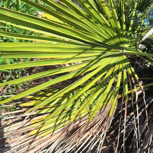 Chamaerops humilis Blad