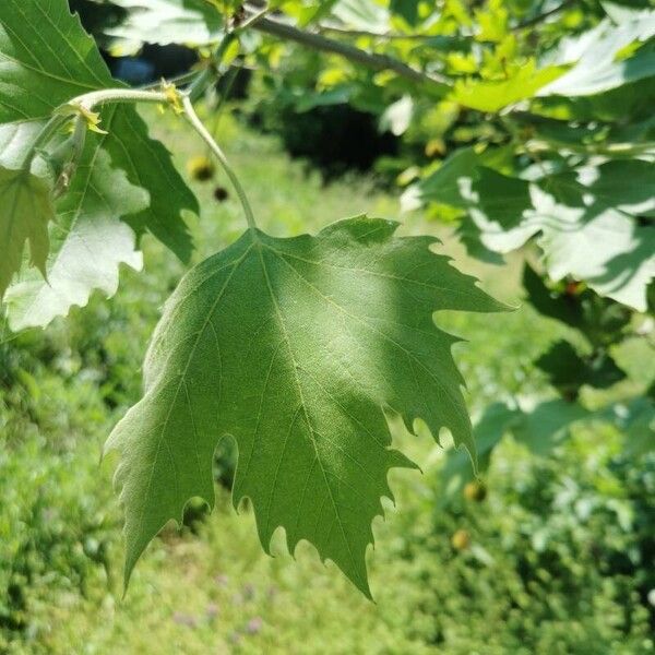 Platanus orientalis Frunză