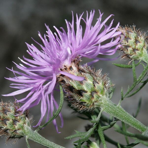 Centaurea corymbosa autre