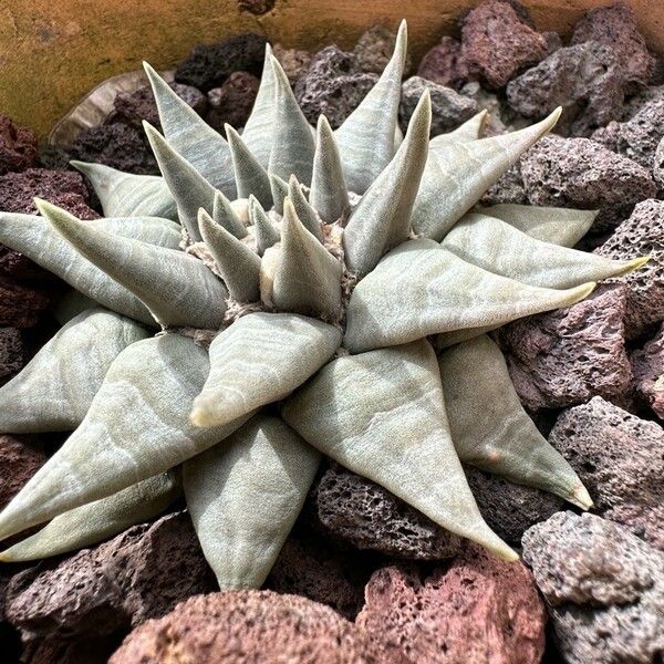 Ariocarpus retusus Lapas