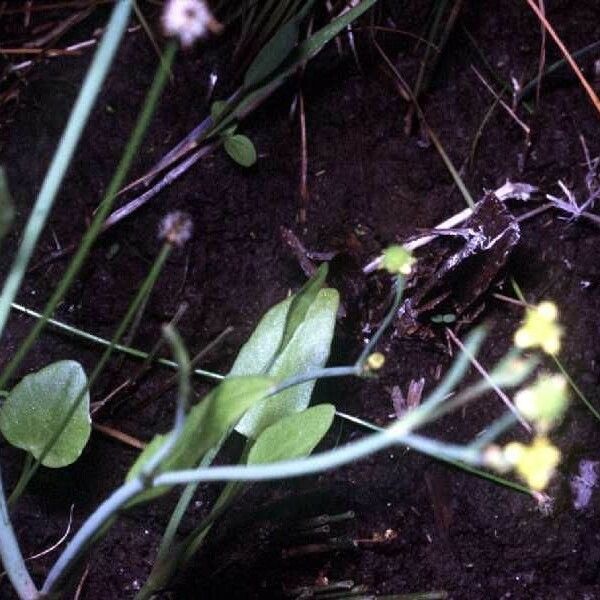 Ranunculus pusillus Buveinė