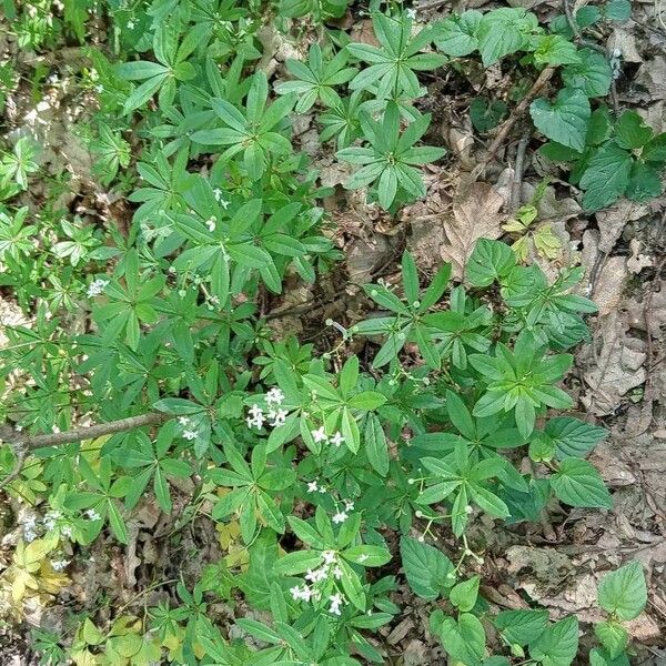 Galium odoratum Лист