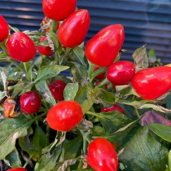 Capsicum annuum Φρούτο