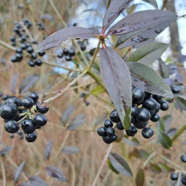 Ligustrum vulgare Ďalší