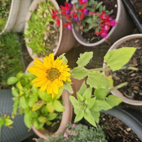 Helianthus petiolaris Flower