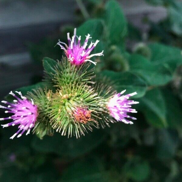 Arctium minus Flower