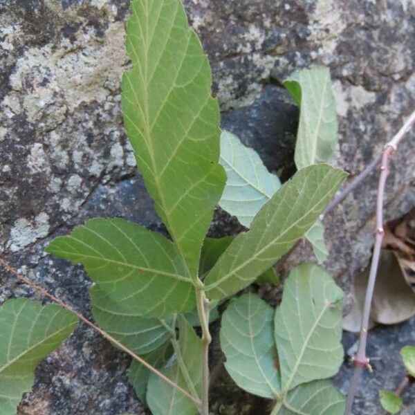 Allophylus rubifolius Leaf