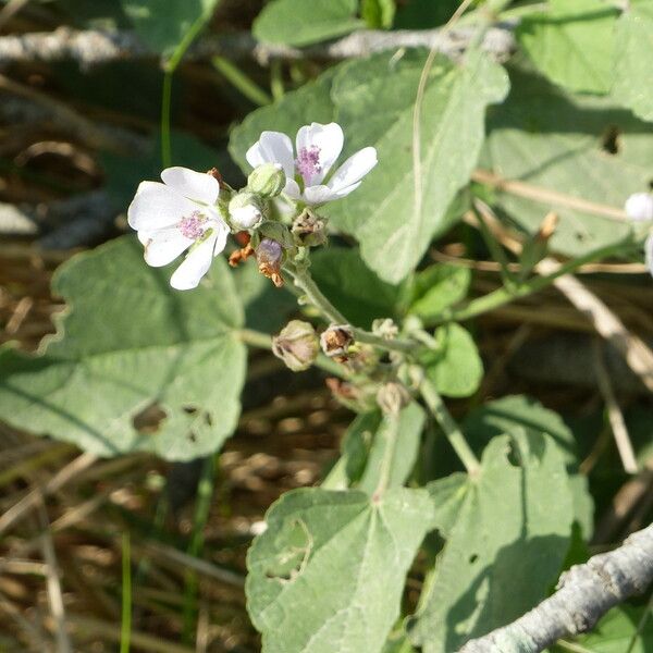 Althaea officinalis Tervik taim