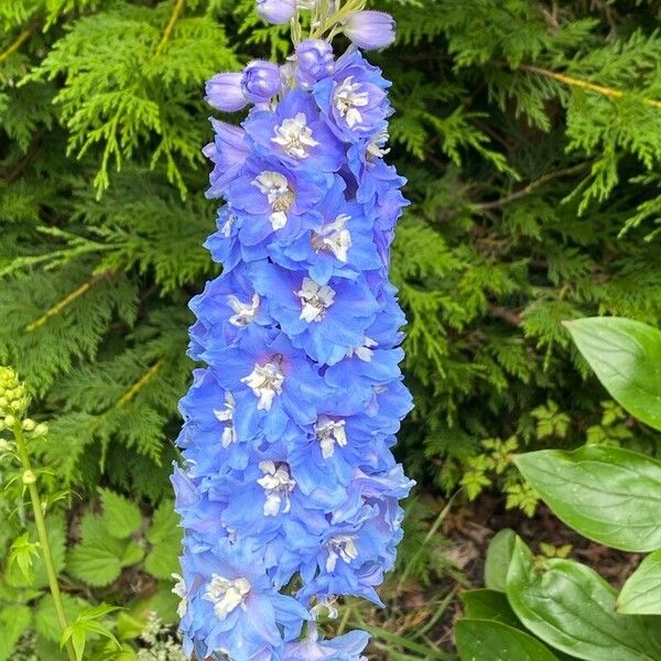 Delphinium elatum Kukka