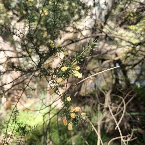 Acacia verticillata Leaf