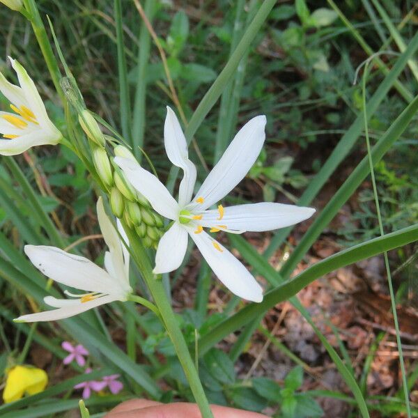 Anthericum liliago Кветка