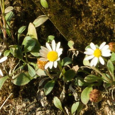 Bellium bellidioides Blomma