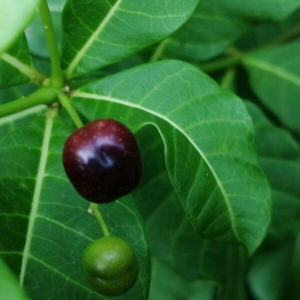 Rauvolfia viridis Fruit