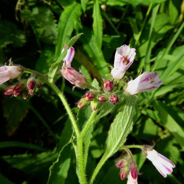 Symphytum × uplandicum Flower