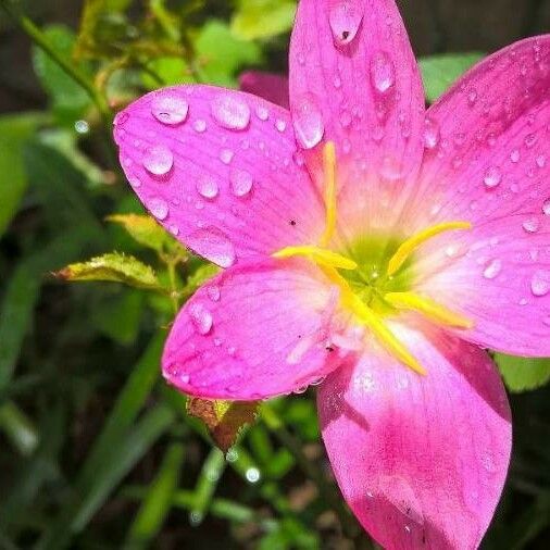 Zephyranthes rosea Floare