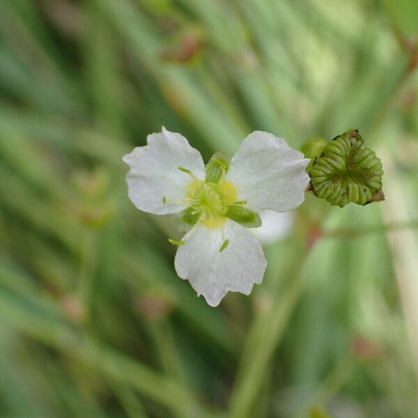 Alisma plantago-aquatica Kwiat