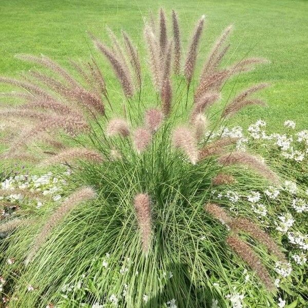 Pennisetum pedicellatum Flower