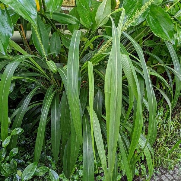 Setaria palmifolia Natur