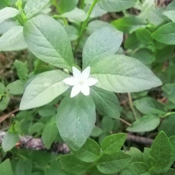 Lysimachia europaea Floare