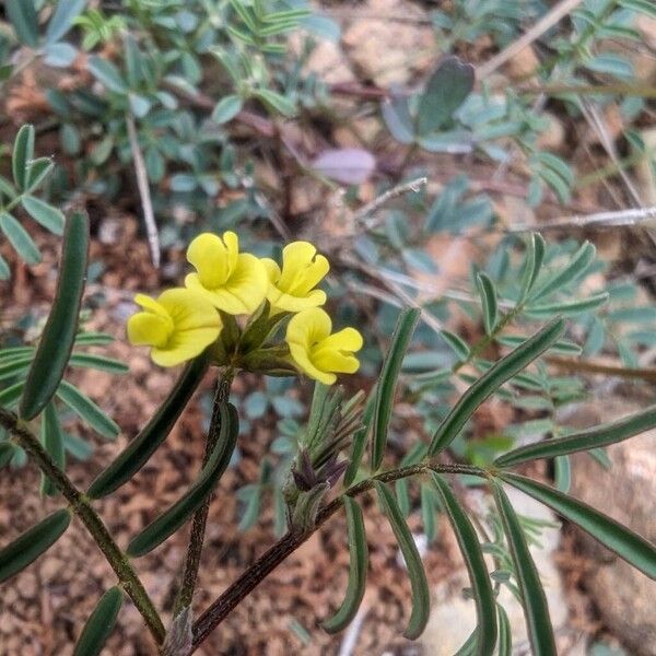 Hippocrepis ciliata Fleur