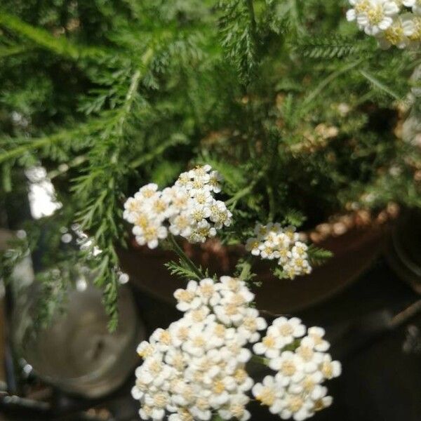 Achillea crithmifolia Цвят