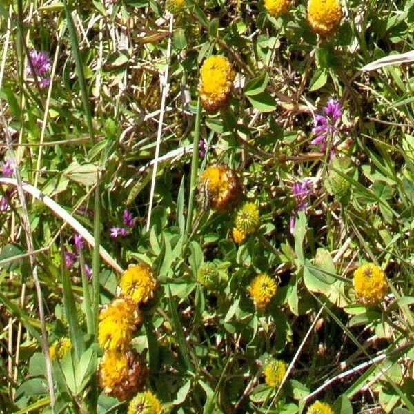 Trifolium badium Blüte