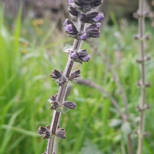 Salvia × sylvestris 花