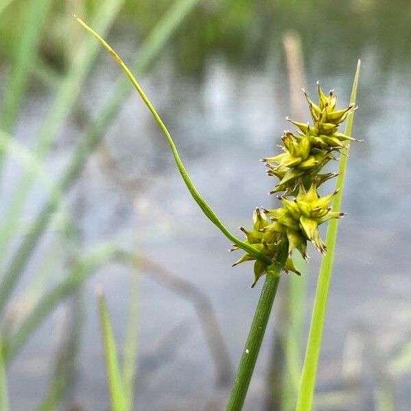 Carex echinata Frutto