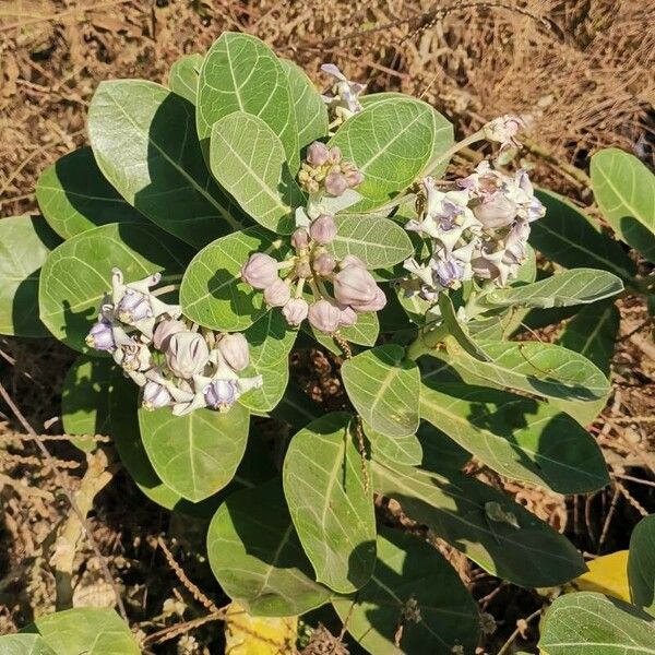 Calotropis gigantea Blomst