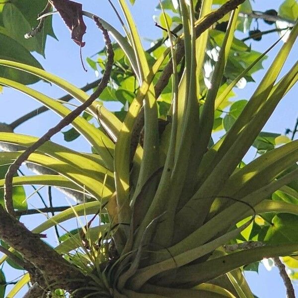 Tillandsia utriculata Folha