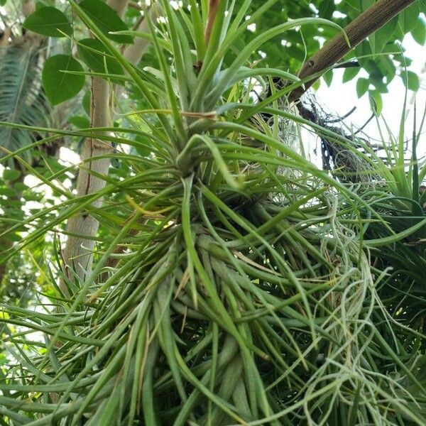 Tillandsia stricta List