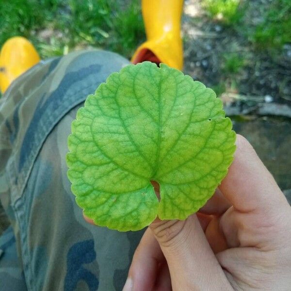 Viola odorata 葉