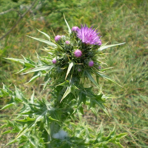 Carduus cephalanthus Kvet