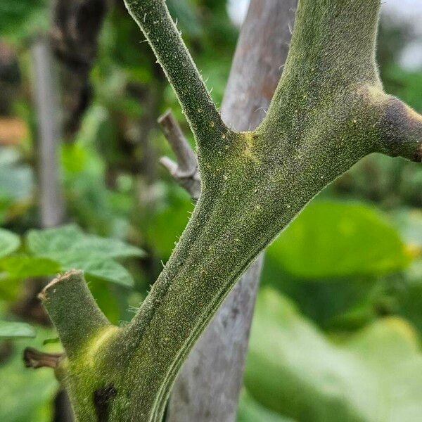 Solanum lycopersicum Kaarna