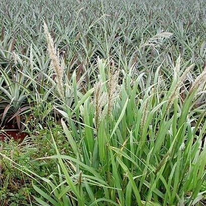 Digitaria insularis Habit