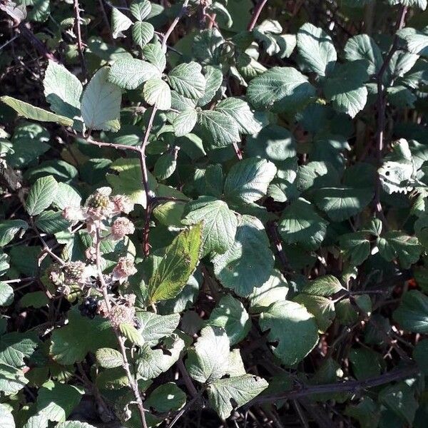 Rubus fruticosus Sonstige