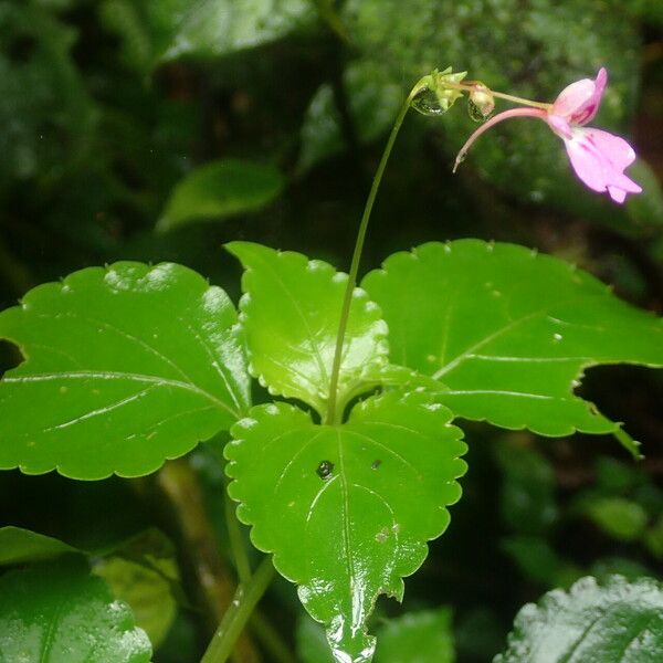 Impatiens filicornu Blodyn