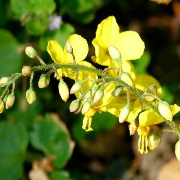 Epimedium alpinum Flower