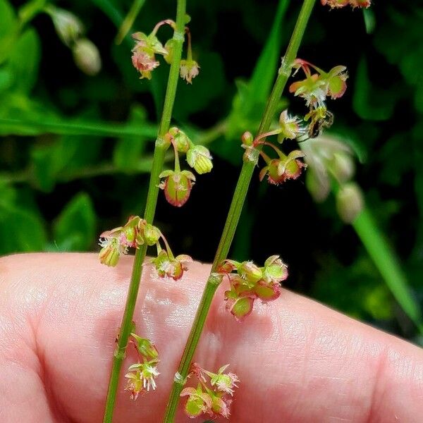 Rumex scutatus Flower