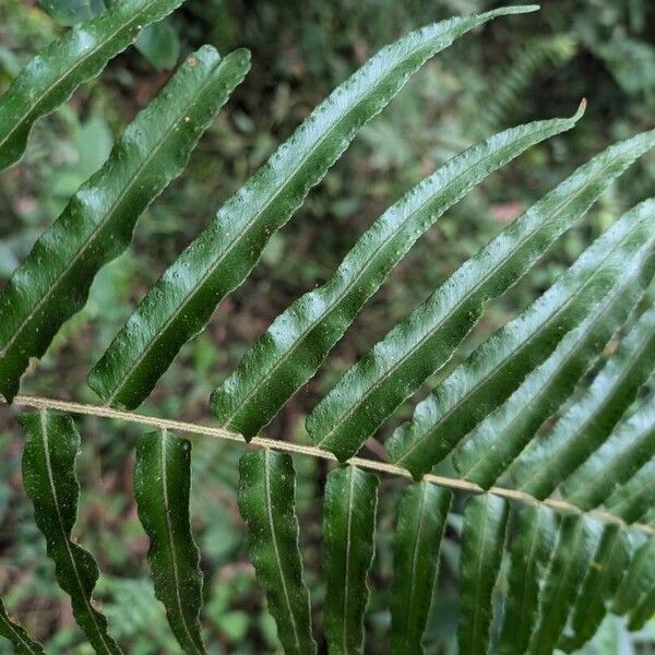 Nephrolepis biserrata Leaf