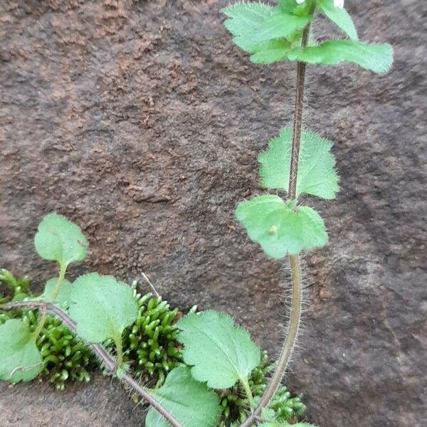 Veronica arvensis Συνήθη χαρακτηριστικά