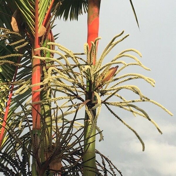 Cyrtostachys renda Flower