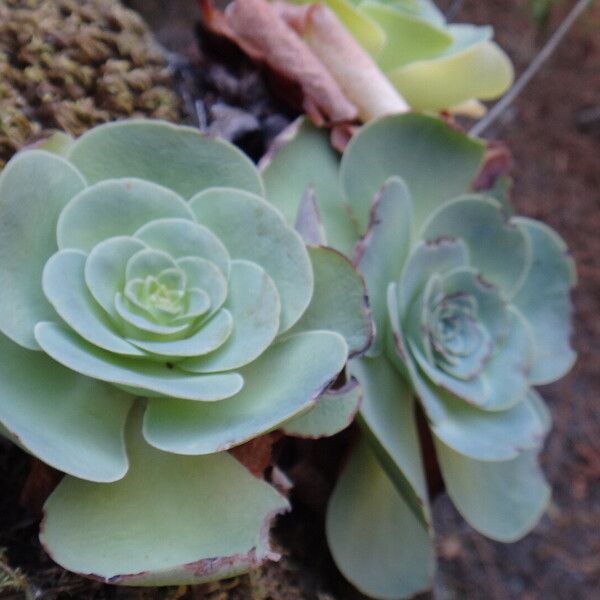 Aeonium diplocyclum Blatt