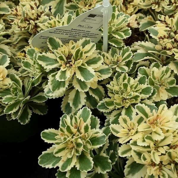 Phedimus kamtschaticus Flower