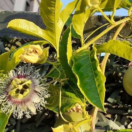 Passiflora edulis फल